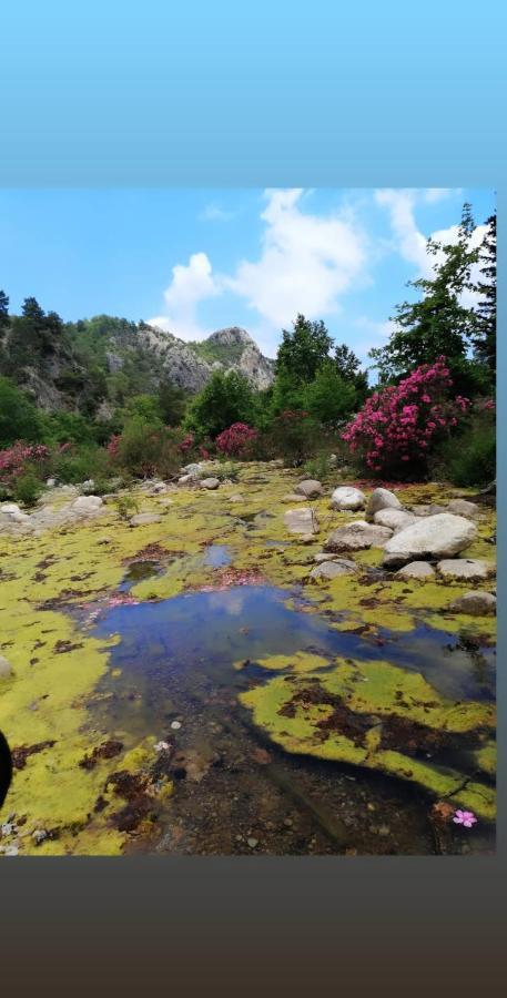 Canario Bungalows Çıralı Εξωτερικό φωτογραφία