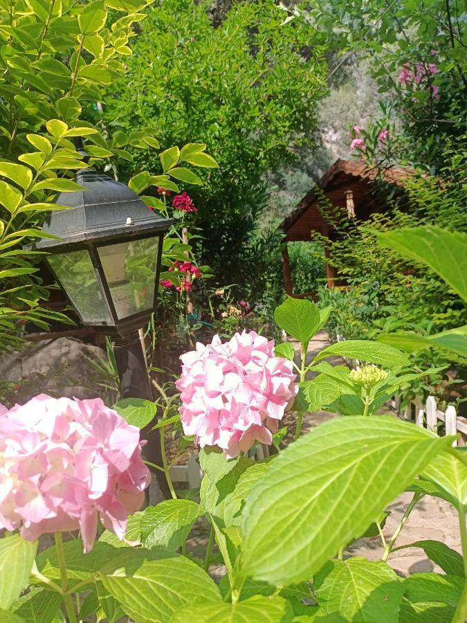 Canario Bungalows Çıralı Εξωτερικό φωτογραφία
